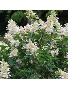 Hortensia paniculé "Kyushu"