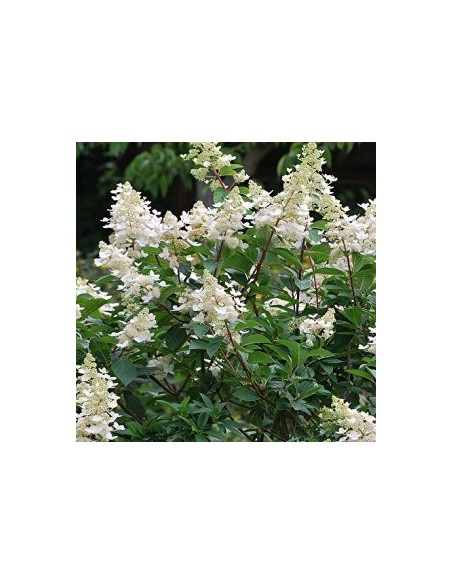 Hortensia paniculé "Kyushu"
