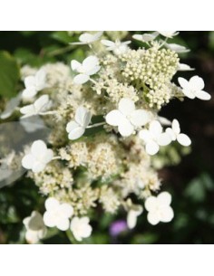 Hortensia paniculé "Kyushu" 2