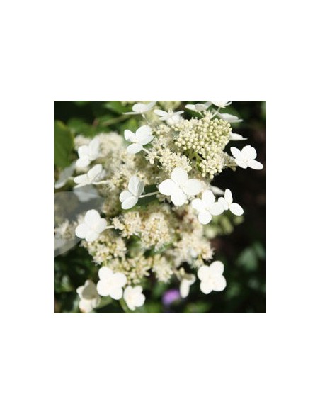 Hortensia paniculé "Kyushu"