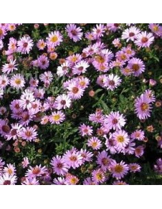 Aster nain "Anneke"