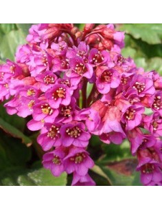Plante des savetiers pourpre 2