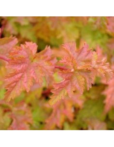 Stephanandra incisa crispa 2