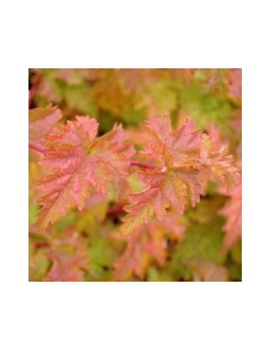 Stephanandra incisa crispa