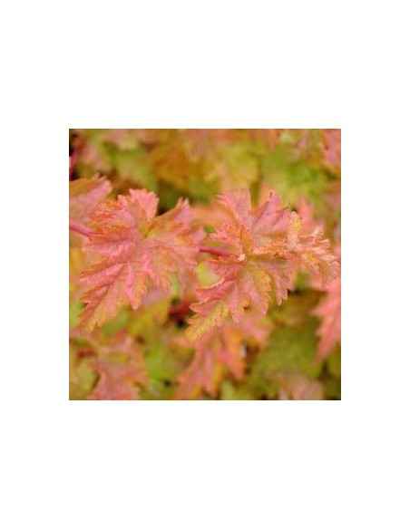 Stephanandra incisa crispa