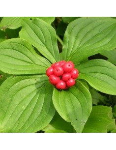 Cornouiller du Canada 2