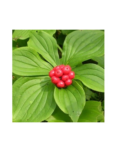 Cornouiller du Canada