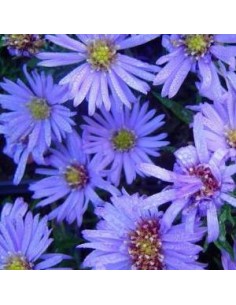 Aster nain "Lady in blue"