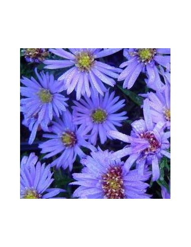 Aster nain "Lady in blue"