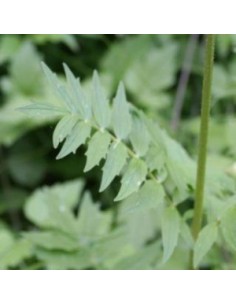 Valériane officinale 2