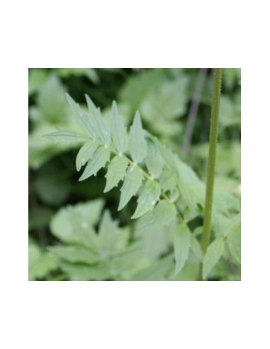 Valériane officinale