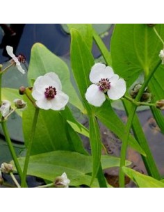 Petite pervenche blanche