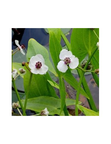 Petite pervenche blanche