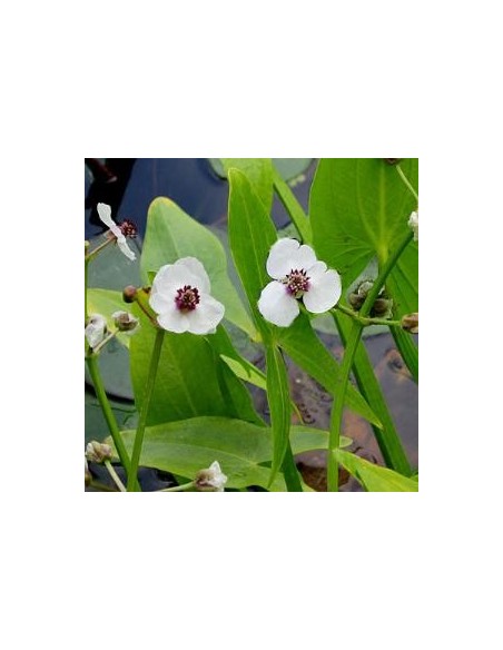 Petite pervenche blanche