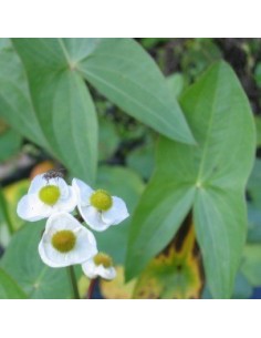 Petite pervenche blanche 2