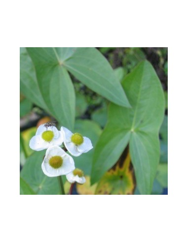 Petite pervenche blanche