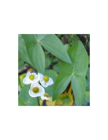 Petite pervenche blanche