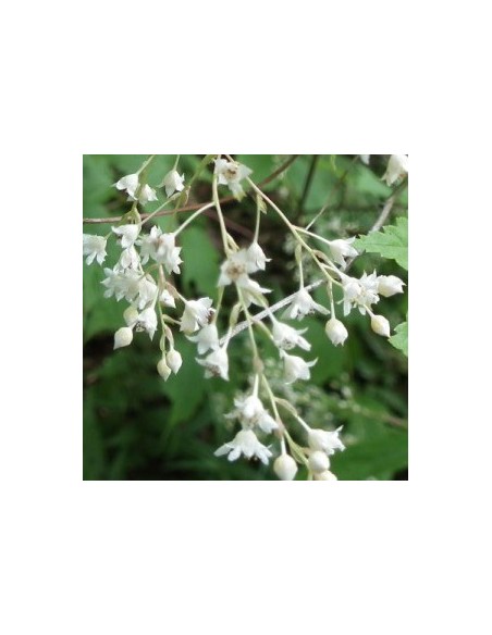 Stephanandra "Tanakae"