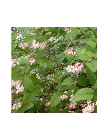 Stephanandra "Tanakae"