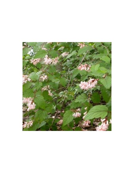 Stephanandra "Tanakae"