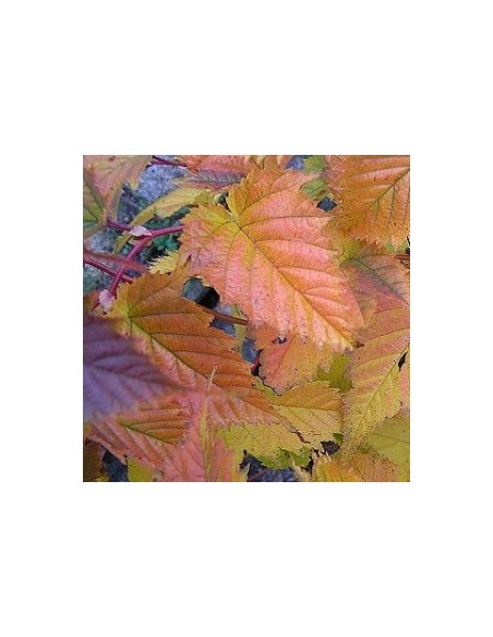 Stephanandra "Tanakae"