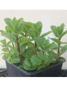 Menthe Marocaine 2