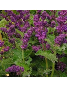 Sauge verticillée "Purple rain"