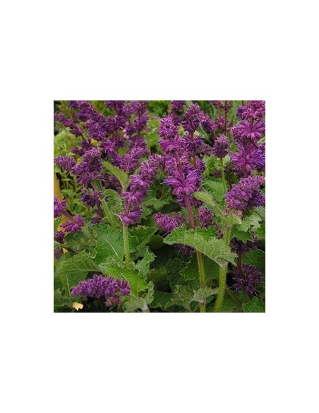 Sauge verticillée "Purple rain"