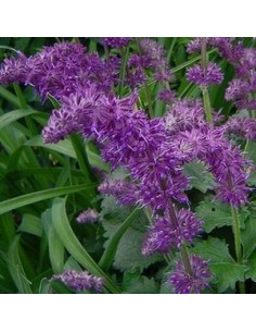 Sauge verticillée "Purple rain" 2
