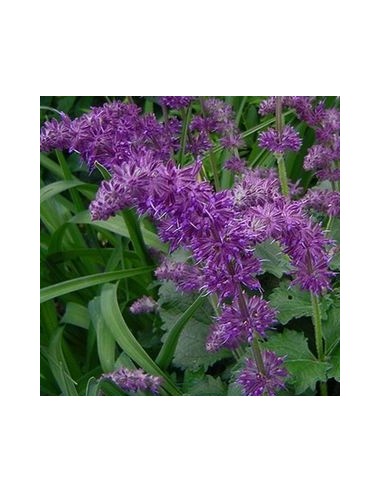 Sauge verticillée "Purple rain"
