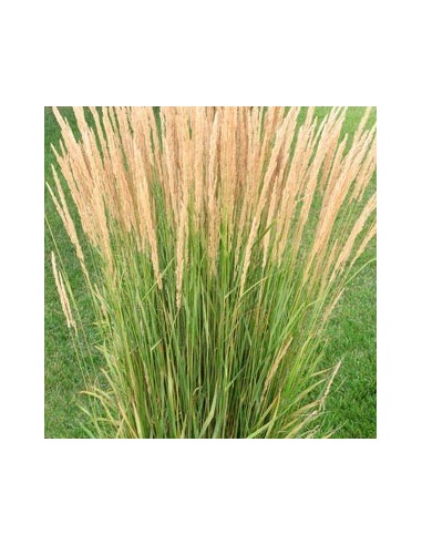 Calamagrostis acutiflora "Karl Foester"