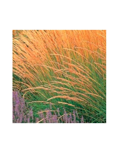 Calamagrostis acutiflora "Karl Foester"