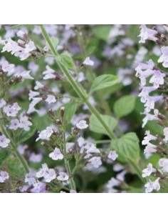 Petit calament "Blue cloud"