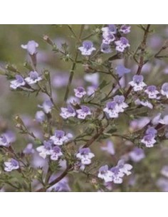 Petit calament "Blue cloud" 2