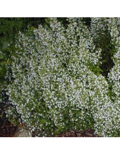 Petit calament "White cloud" 2