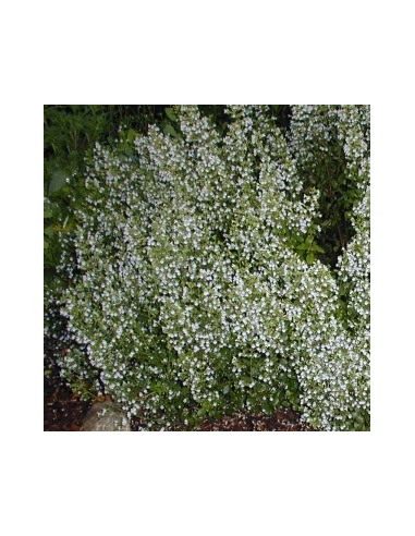 Petit calament "White cloud"