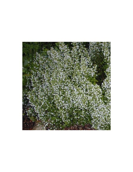 Petit calament "White cloud"