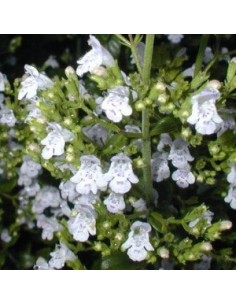 Petit calament "White cloud"