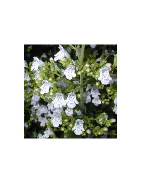 Petit calament "White cloud"