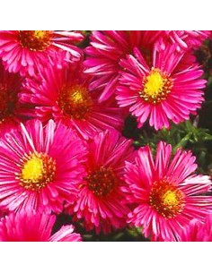 Aster nain "Jenny"