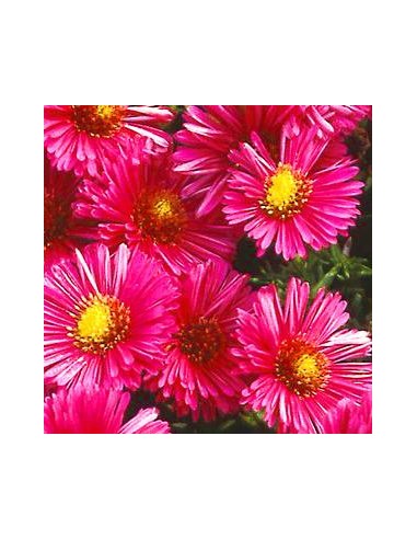 Aster nain "Jenny"