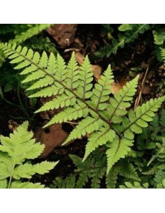 Athyrium otophorum "Okanum"