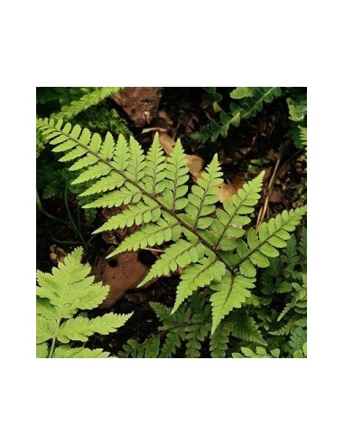 Athyrium otophorum "Okanum"