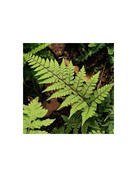 Athyrium otophorum "Okanum"