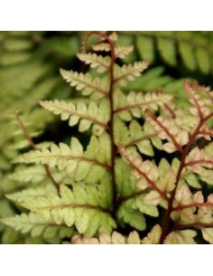 Athyrium otophorum "Okanum" 2