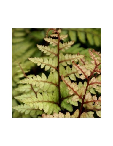 Athyrium otophorum "Okanum"