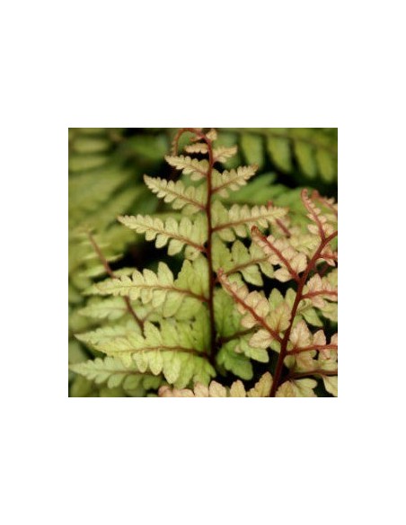Athyrium otophorum "Okanum"
