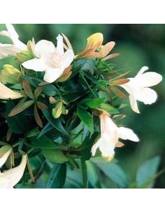 Abelia "Prostata"