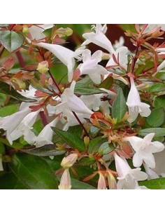 Abelia "Prostata" 2