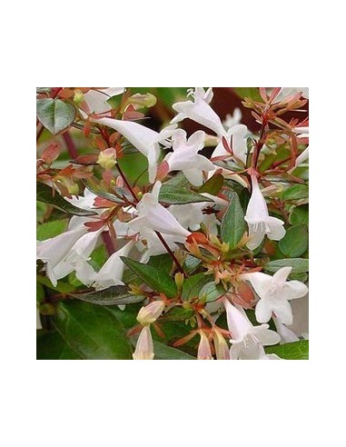 Abelia "Prostata"